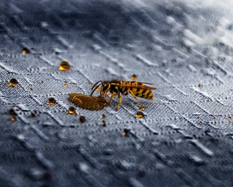 Ongedierte hoe je je huis beschermt tegen mieren, vliegen, muggen en wespennesten