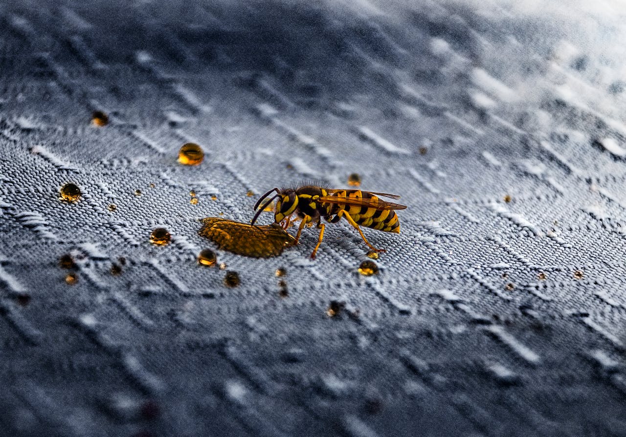 Ongedierte hoe je je huis beschermt tegen mieren, vliegen, muggen en wespennesten